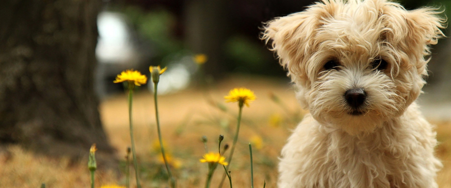 stage toillettage canin et felin