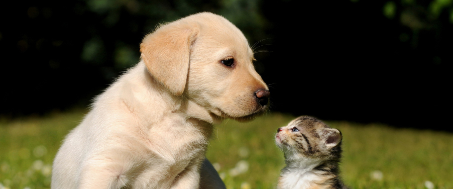 stage toillettage canin et felin